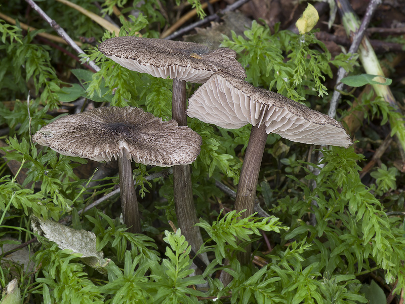 Entoloma scabiosum